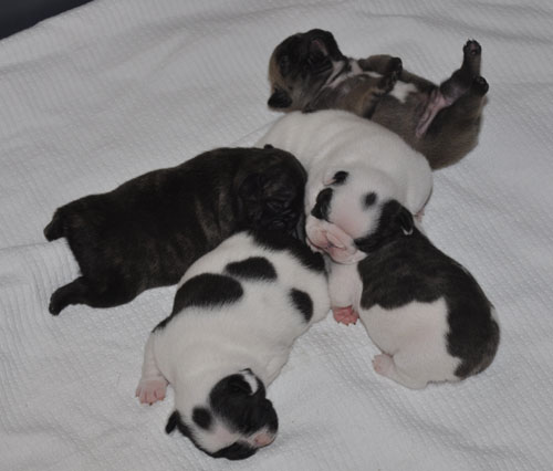 nos bébé 2010