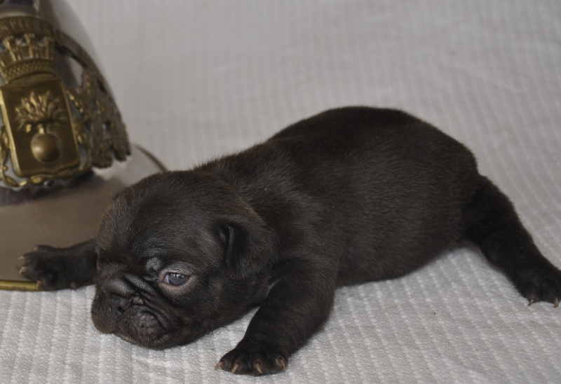 de la Rose d'Ophelia - Bouledogue français - Portée née le 26/09/2012